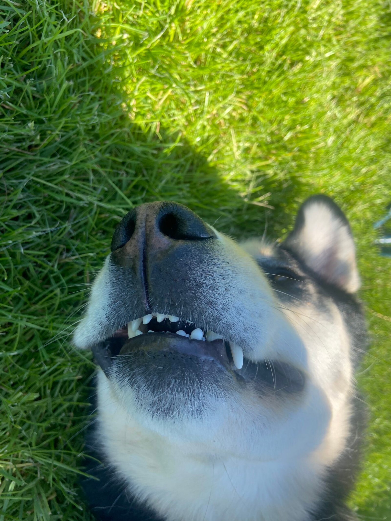 chien heureux qui sourit