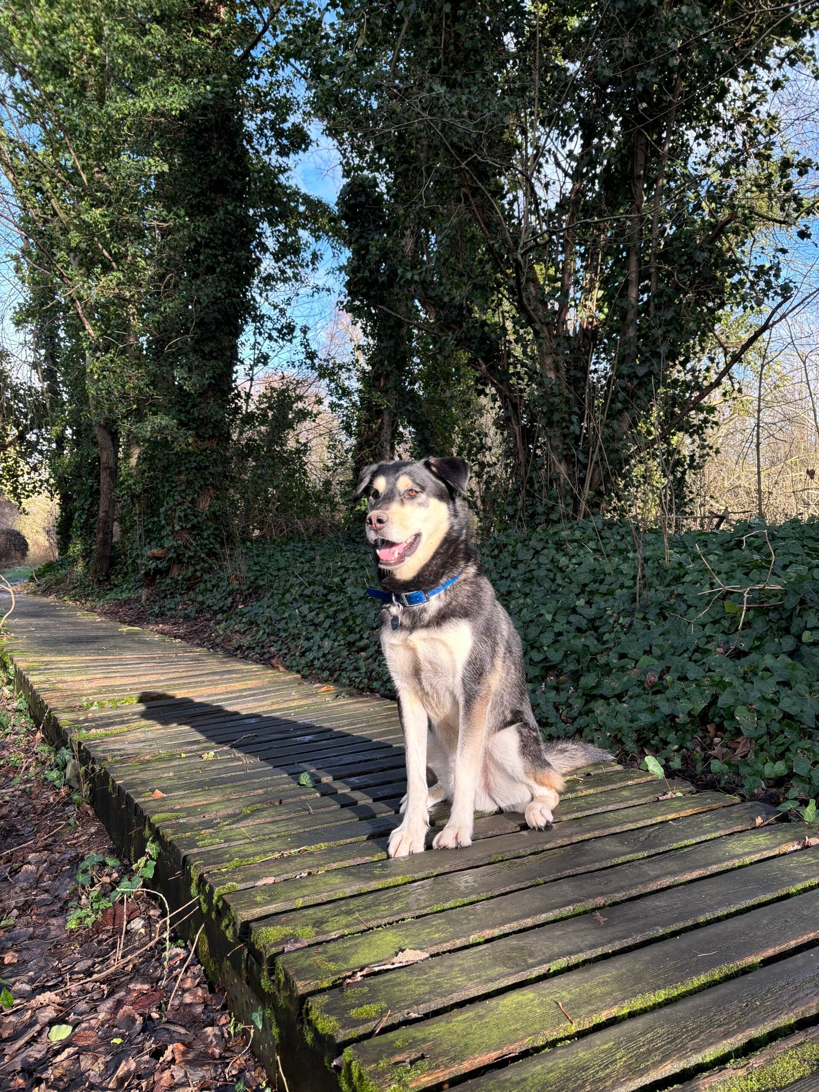 chien husky labrador dans la forêt